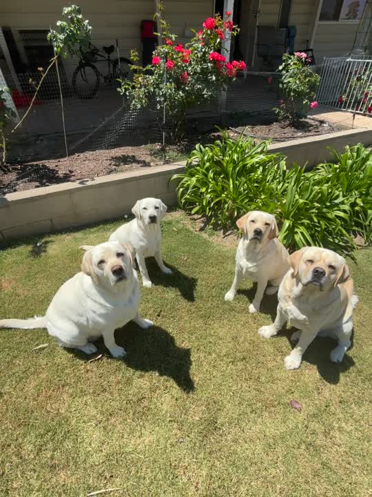 Labrador Retriever stud dog video